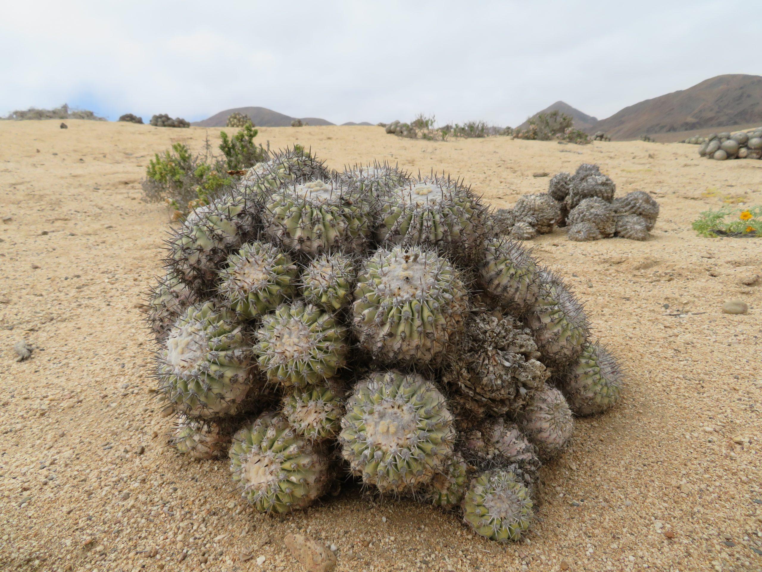 cactus in pan de Azucar