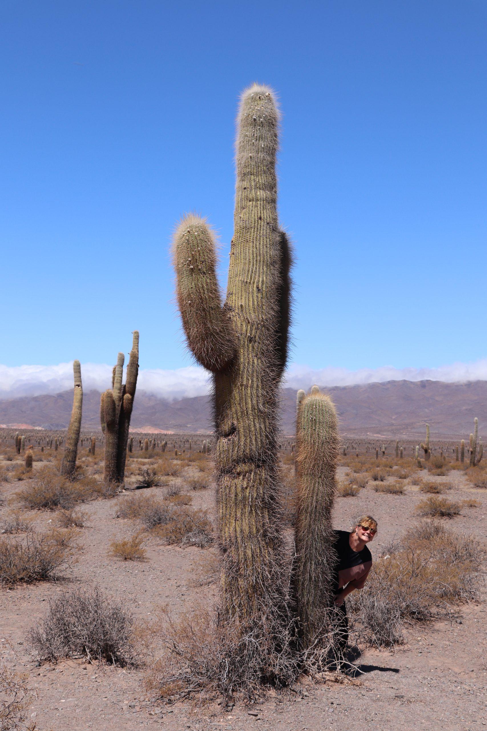 cactus los cardones