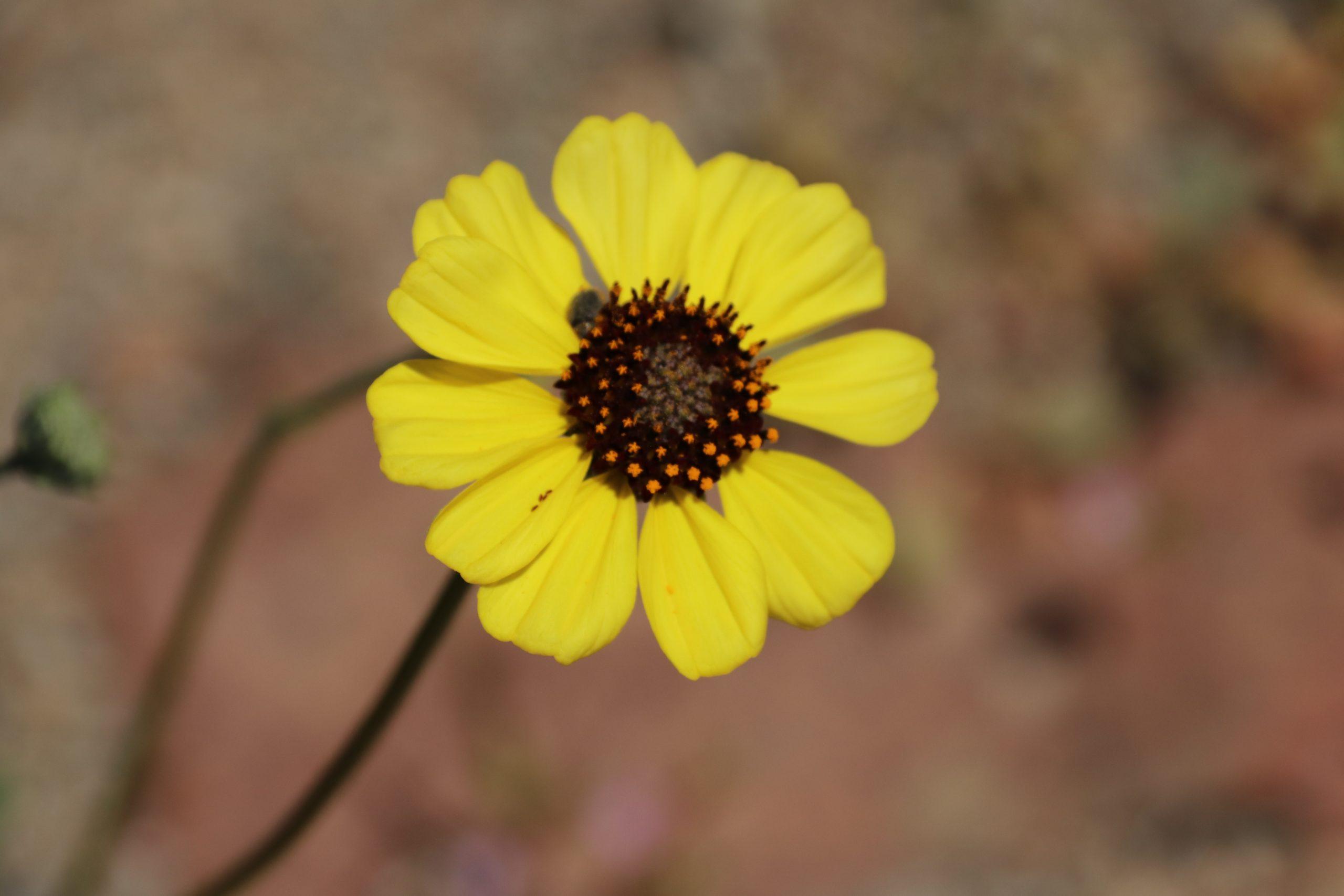 gele bloem Atacama woestijn