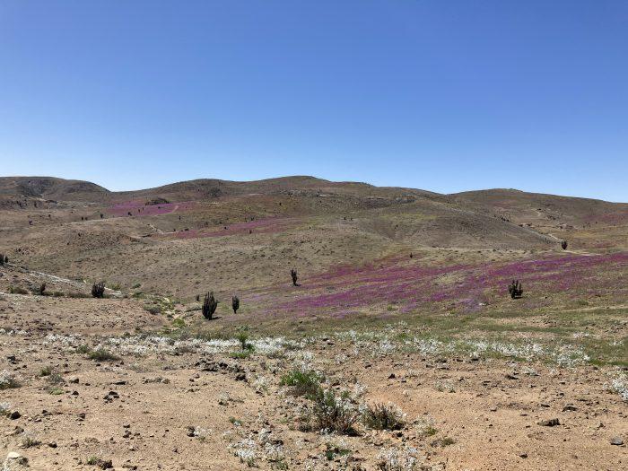 in Noord Chili staat de Atacama woestijn in bloei