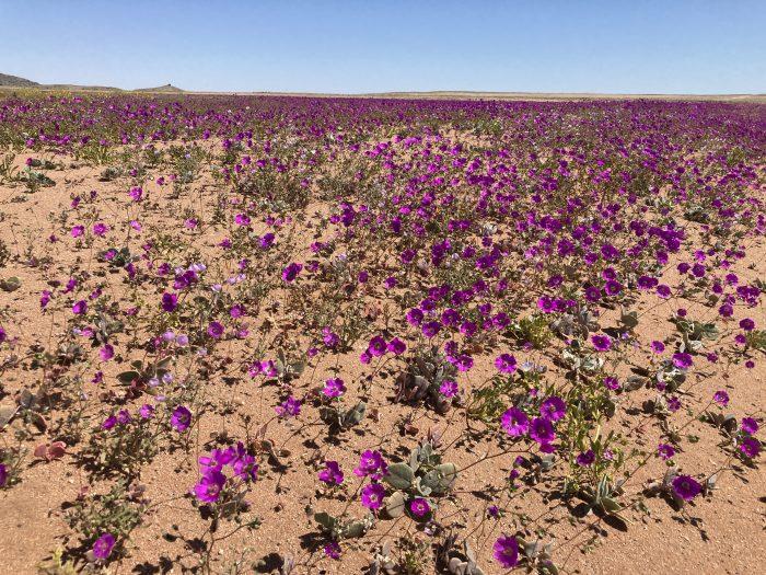 Noord Chili Atacama woestijn