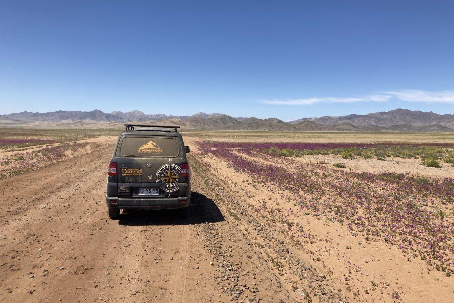 Noord-Chili Atacama woestijn in bloei