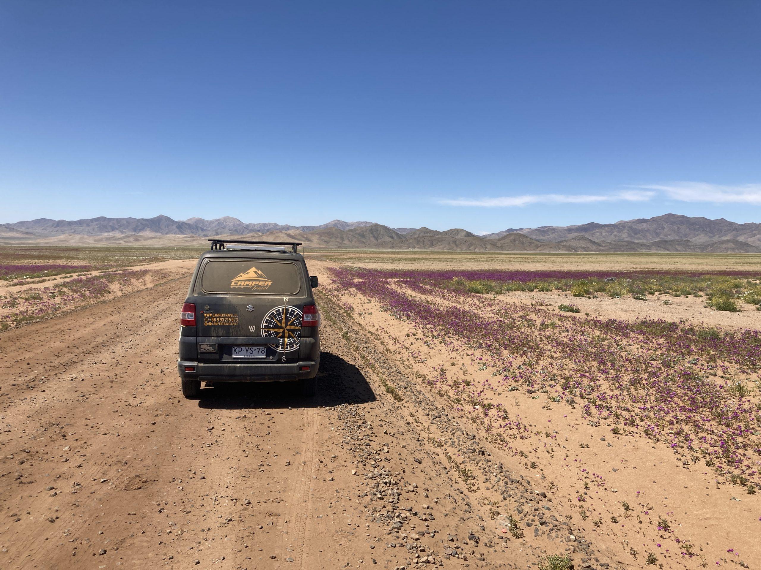 Noord-Chili de Atacama woestijn in bloei