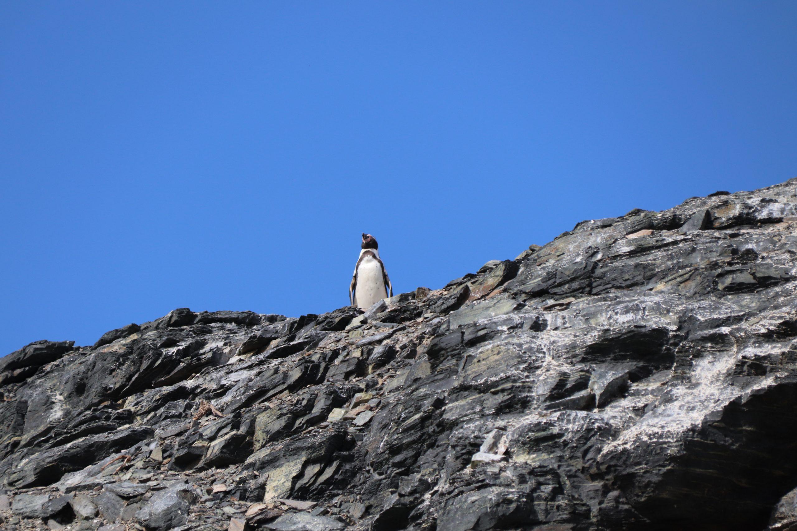 verdwaalde Humoldt pinguin