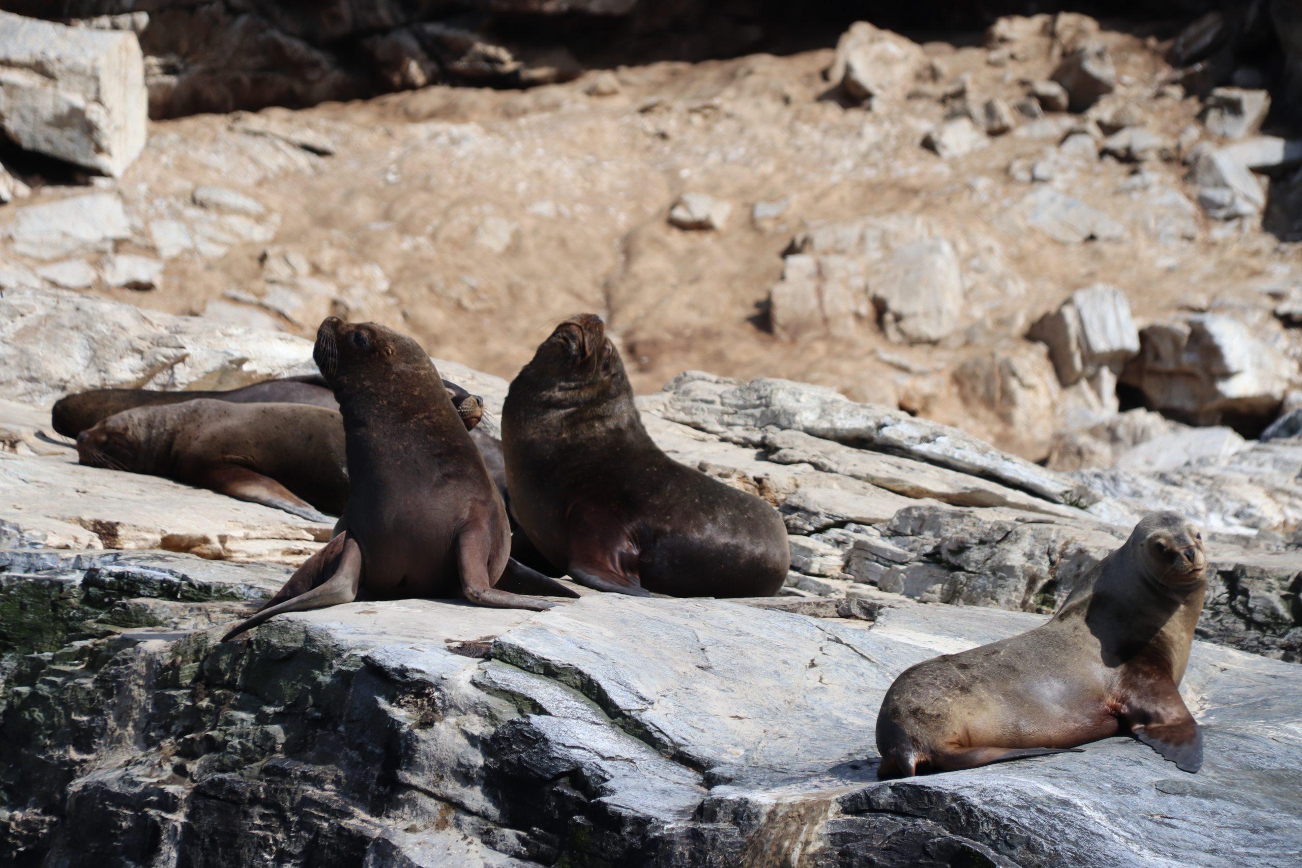 zeeleeuwen in Reserva de Marina Caleta