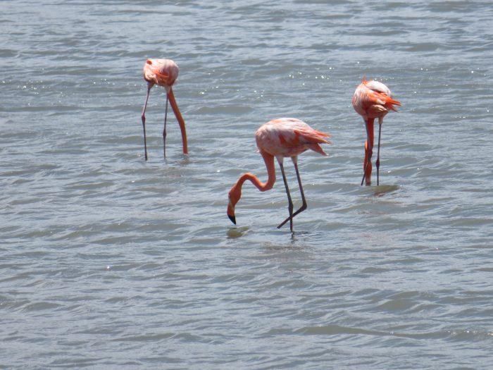 flamingo curacao