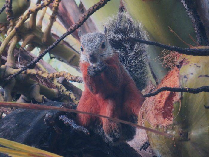 eekhoorn kamperen in Costa Rica 