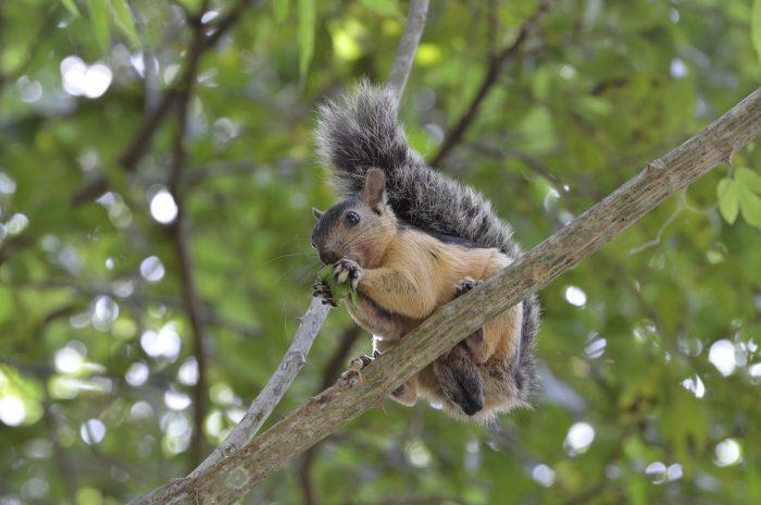 eekhoorn vakantie in Panama