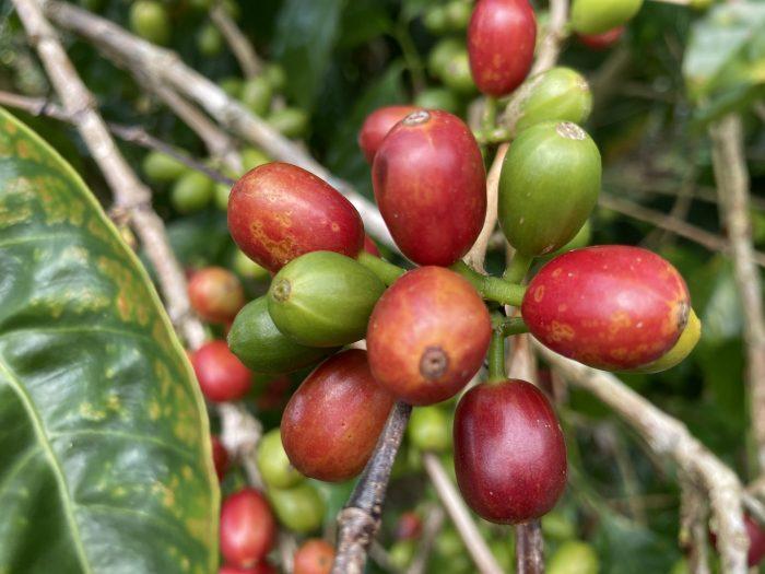 koffiebonen vakantie in Panama