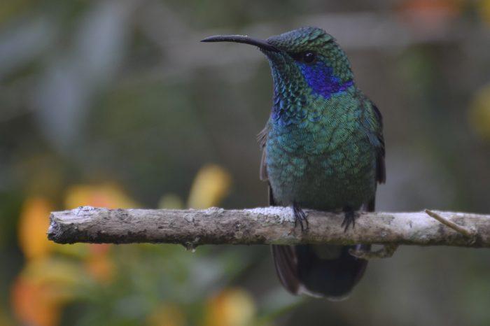 kolibri vakantie in panama