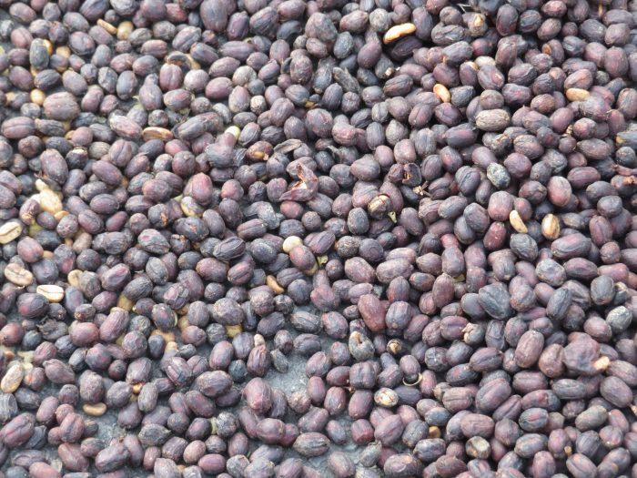 ongewassen koffiebonen Panama