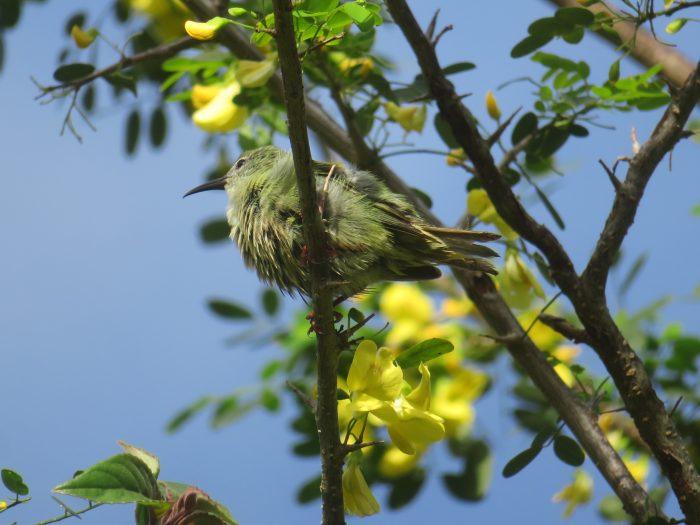 vogels spotten vakantie in Panama