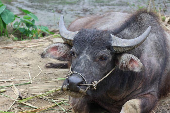 buffel Noord-Vietnam