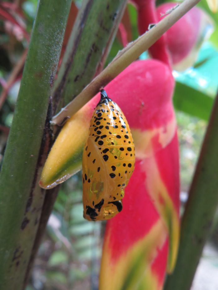 vlinderpop in vlindertuin