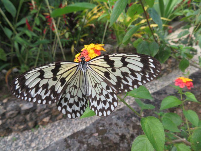 vlindertuin Siquijor Island
