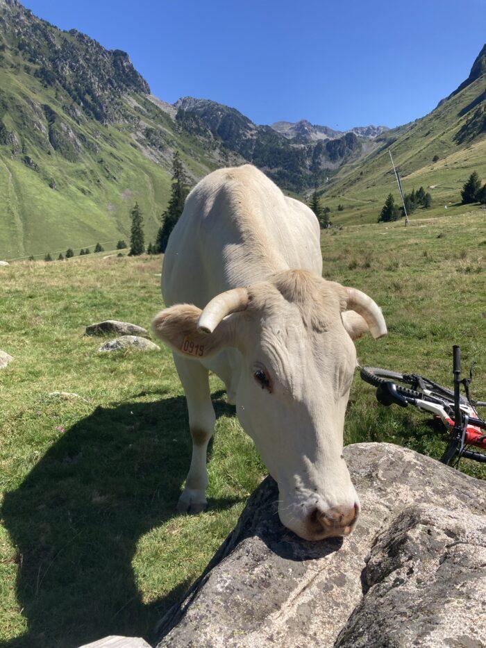 koeien in de Pyreneeen