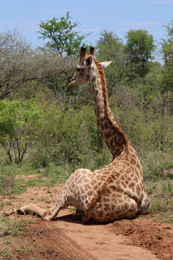 giraffe hoedspruit wildlife estate