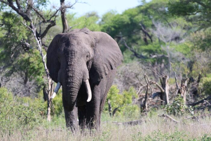 olifant kruger zuid afrika