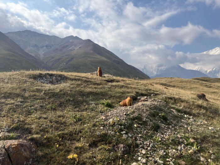 bergmarmotten zijn leuk