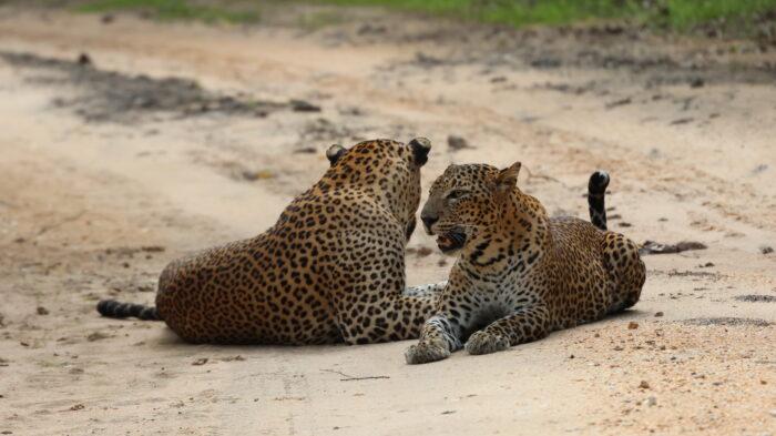 luipaarden in Kumana NP