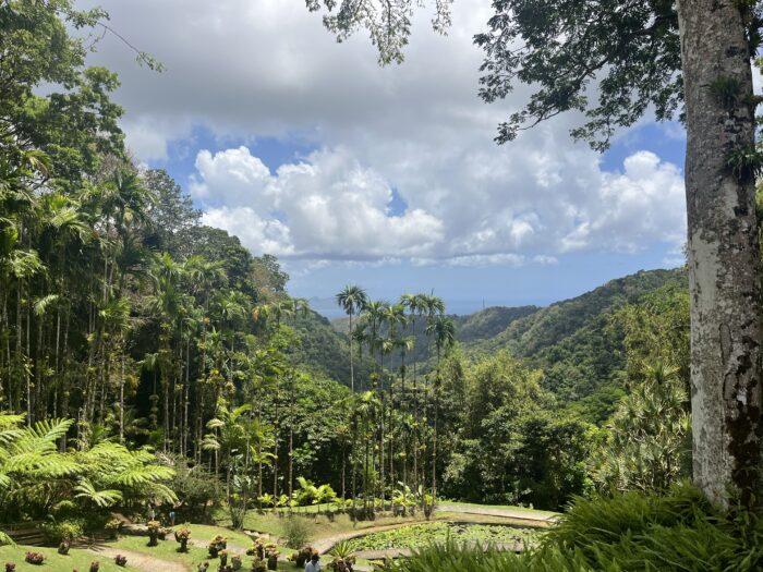 Jardin de Balata Martinique