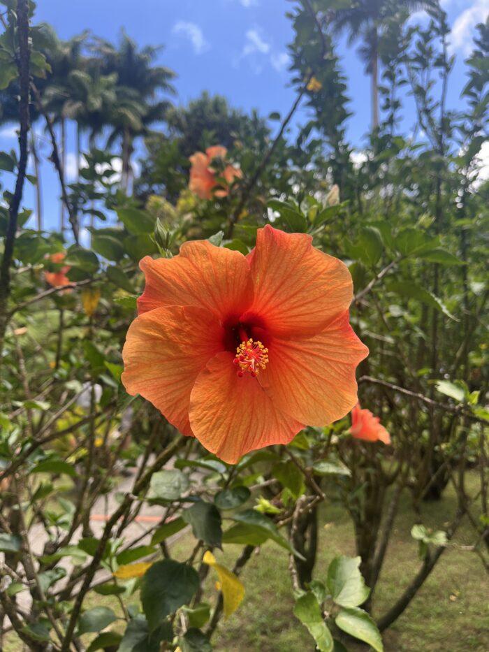 Martinique Jardin de Balata