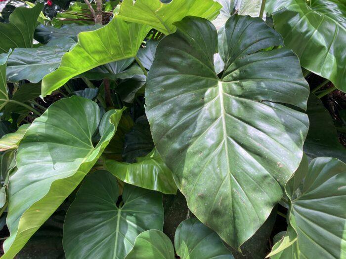 bladeren regenwoud guadeloupe