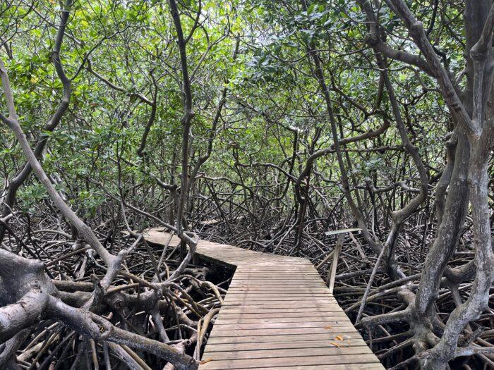 mangrove vakantie martinique
