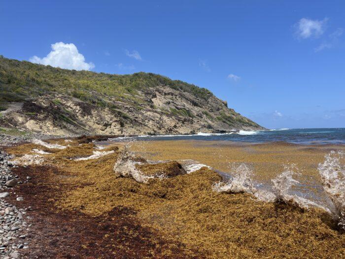 zeewier langs kust Martinique