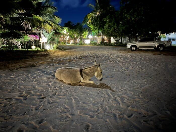 ezel op straat jericoacoara