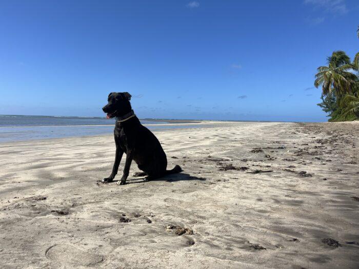 hond chillen aan tropische braziliaanse stranden