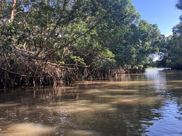 mangrove delta parnaiba
